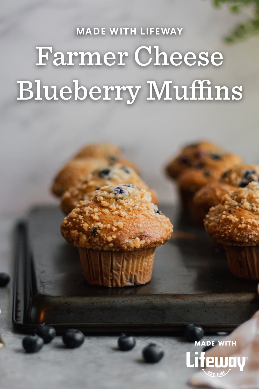 Farmer Cheese Blueberry Muffins